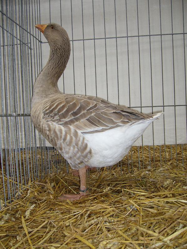 Hannover 2008 149.jpg - Cellergänse von H.W.Schmidt Preis HV 96 EB